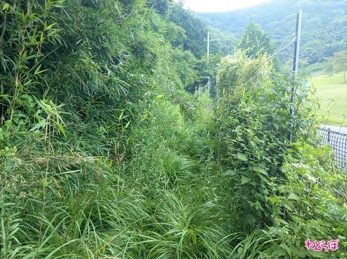 もしくは「茂み」のほうが正しいかもしれません