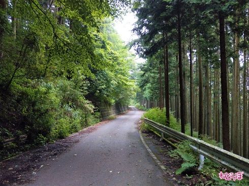 あくまでも林道。県道を思わせるものはなにもありません。