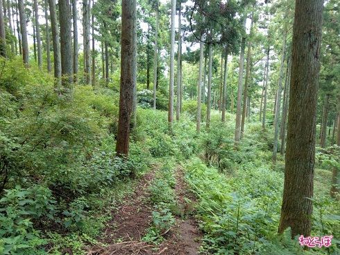 ふたたび山道を行きます