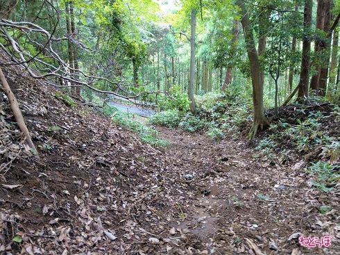 15分ほど降りていくと林道が見えます