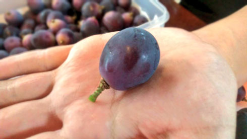 ブドウの保存法