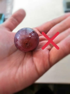 ブドウの保存法