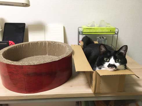 Amazon 箱 無双状態 猫 ダンボール お気に入り 猫ホイホイ 灘谷航