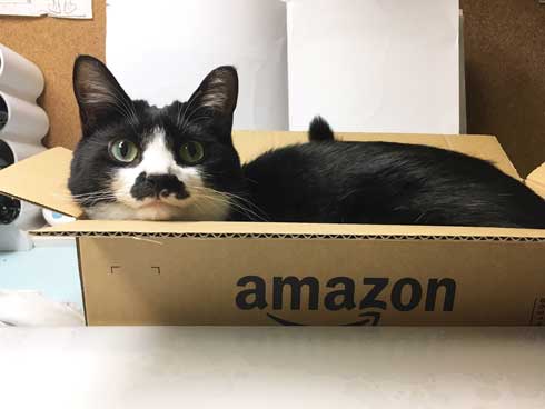 Amazon 箱 無双状態 猫 ダンボール お気に入り 猫ホイホイ 灘谷航