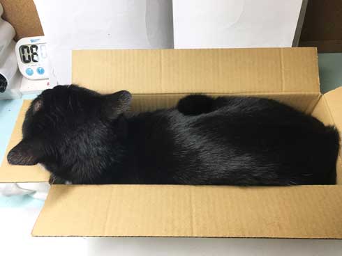 Amazon 箱 無双状態 猫 ダンボール お気に入り 猫ホイホイ 灘谷航
