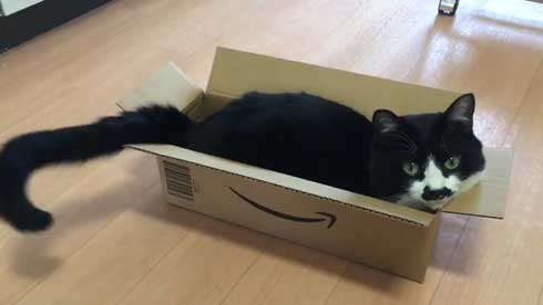 Amazon 箱 無双状態 猫 ダンボール お気に入り 猫ホイホイ 灘谷航