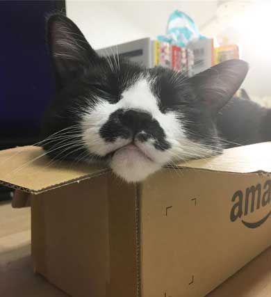 Amazon 箱 無双状態 猫 ダンボール お気に入り 猫ホイホイ 灘谷航