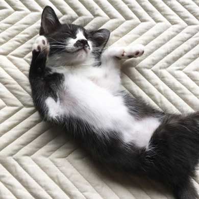 Amazon 箱 無双状態 猫 ダンボール お気に入り 猫ホイホイ 灘谷航