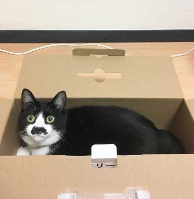 Amazon 箱 無双状態 猫 ダンボール お気に入り 猫ホイホイ 灘谷航