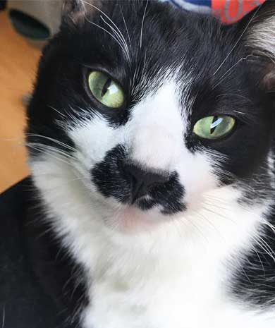 Amazon 箱 無双状態 猫 ダンボール お気に入り 猫ホイホイ 灘谷航