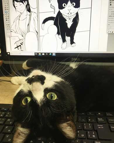 Amazon 箱 無双状態 猫 ダンボール お気に入り 猫ホイホイ 灘谷航