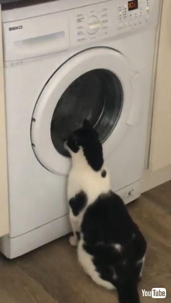 洗濯機大好きネコちゃん