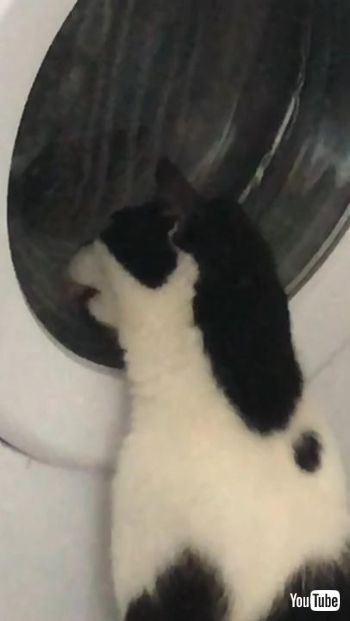 洗濯機大好きネコちゃん