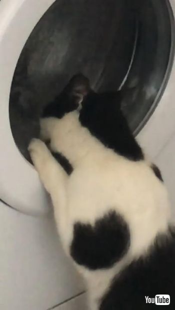 洗濯機大好きネコちゃん