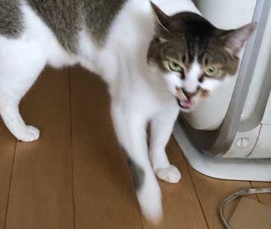 客 帰った途端にイキる 猫 おびえていた 怒る 顔