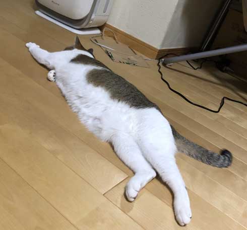 客 帰った途端にイキる 猫 おびえていた 怒る 顔