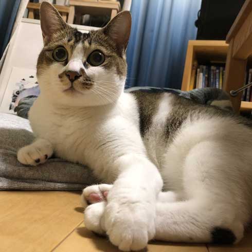 客 帰った途端にイキる 猫 おびえていた 怒る 顔