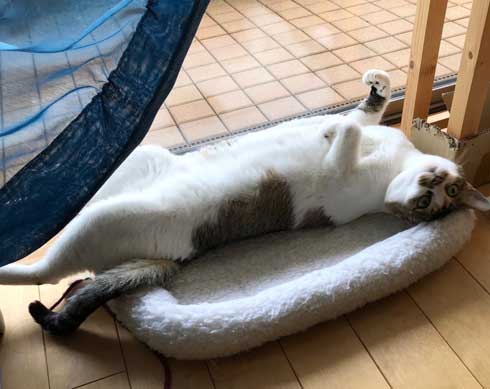 客 帰った途端にイキる 猫 おびえていた 怒る 顔