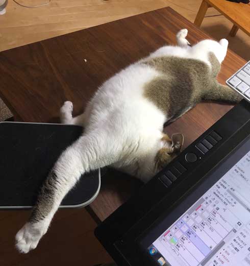 客 帰った途端にイキる 猫 おびえていた 怒る 顔