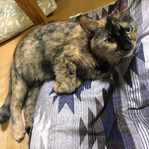 客 帰った途端にイキる 猫 おびえていた 怒る 顔