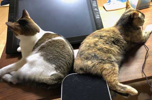 客 帰った途端にイキる 猫 おびえていた 怒る 顔