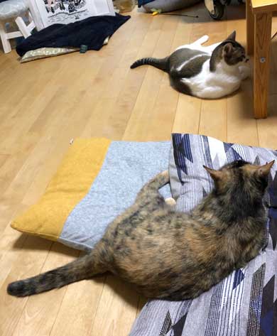 客 帰った途端にイキる 猫 おびえていた 怒る 顔