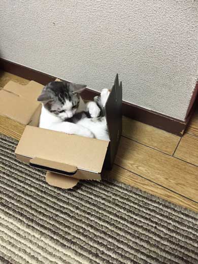 自分がまだ小さいつもり ダンボールに入る 猫 出られない 姿勢 ポーズ