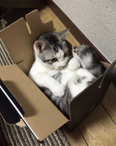 自分がまだ小さいつもり ダンボールに入る 猫 出られない 姿勢 ポーズ