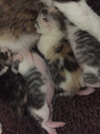 自分がまだ小さいつもり ダンボールに入る 猫 出られない 姿勢 ポーズ