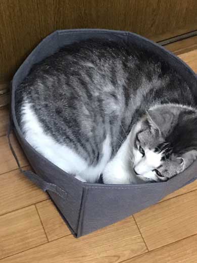 自分がまだ小さいつもり ダンボールに入る 猫 出られない 姿勢 ポーズ