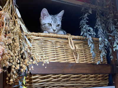 カゴ入りもぐちゃん