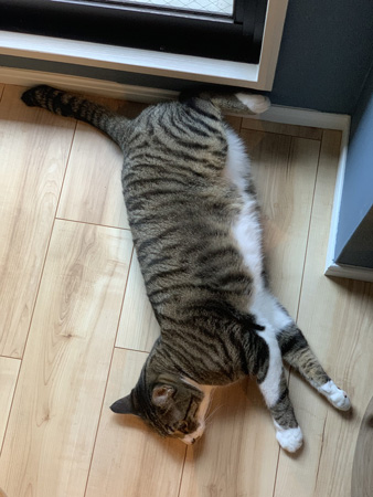 横になるどんちゃん