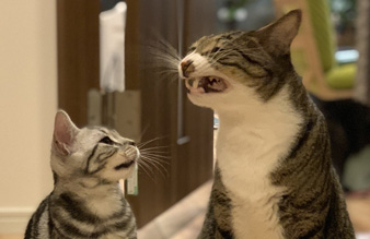 あくび2のアップ