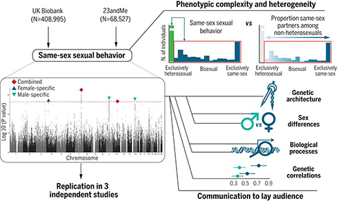 「同性愛は遺伝子だけで決まらない」　約47万人対象の研究結果を発表
