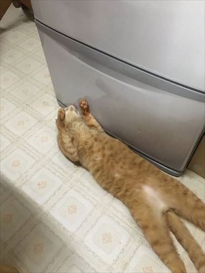 冷気が忘れられない猫ちゃん