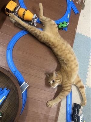 冷気が忘れられない猫ちゃん