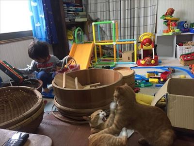 冷気が忘れられない猫ちゃん