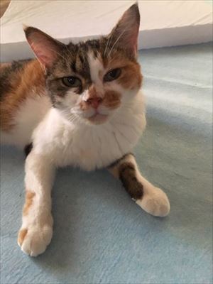 冷気が忘れられない猫ちゃん