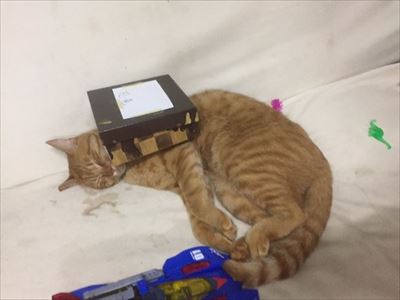 冷気が忘れられない猫ちゃん