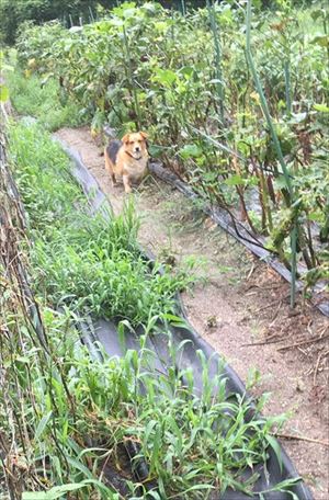 冷気が忘れられない猫ちゃん
