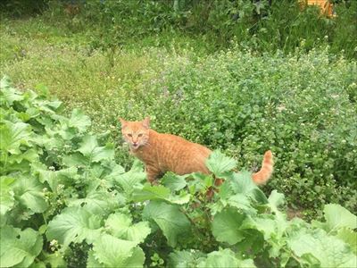 冷気が忘れられない猫ちゃん