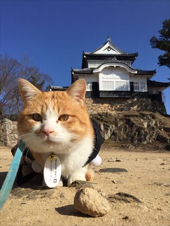 ニャンズカード