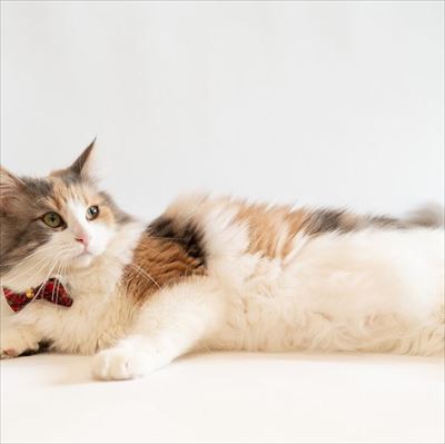 ニャンズカード