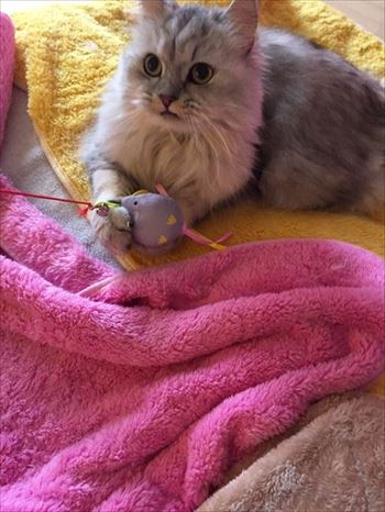 ニャンズカード