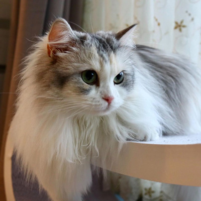 ルナちゃんアップ