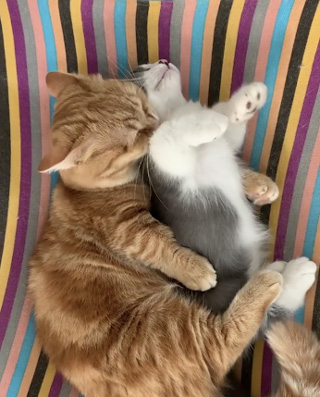 おとなしく毛づくろいされるさちまるくん