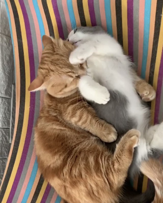 ぷーちゃんに前足をかけるさちまるくん