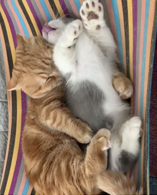 肉球を見せるさちまるくん