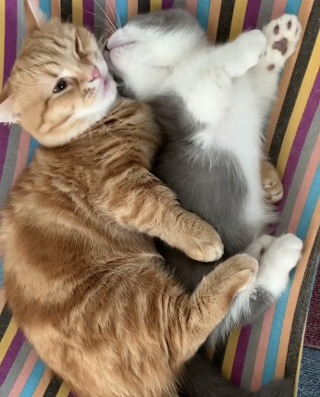 顔を合わせるぷーちゃんさちまるくん