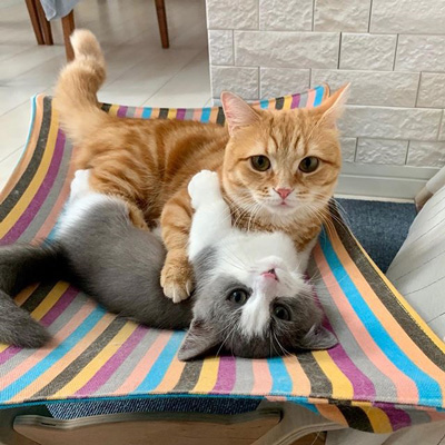 ハグするさちぷーちゃん